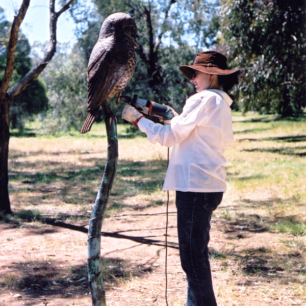 owlpole